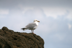 Herring Gull _AGT072
