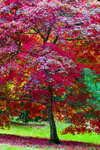 Tree - 9140