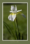 Iris sibirica 'Alba'