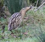 Bittern