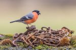 Bullfinch