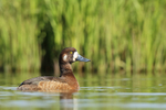 Scaup (female) head up, Iceland