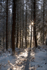 Winter Sunrise