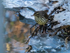 January 2024 - Northern Waterthrush
