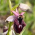 Ophrys x dinovellae  Hybrid Ophrys (Ophrys incubacea x O. sipontensis)) 
