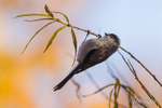 Long-tailed Tit in autumn foliage