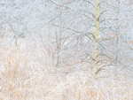 QUARTERLINE  IN ICE - NORFOLK COUNTY
