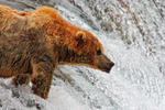 Grizzly Bear waiting at the top of Brooks Fall for jumping salmon