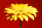 Gerbera - 35