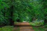 Early Autumn Walk