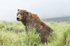McNeil River Bears-2