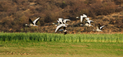 Geese taking flight, Ramathra Lake, Rajasthan