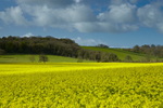 Rapeseed in the April Sunshine
