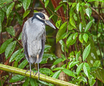 Yellow Crowned Night Heron, Costa Rica