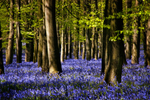 Bluebells 02