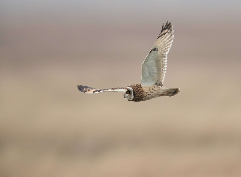 Short Eared Owl