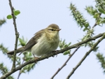 M Graystone Chiff-Chaff