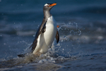 Gentoo Penguin