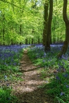 Bluebells at Bradley Hill
