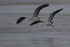 GREY HERON 9