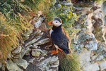 Puffin