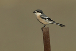 Iberian Grey Shrike