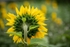 Sunflowers7