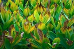 Corn Lillies