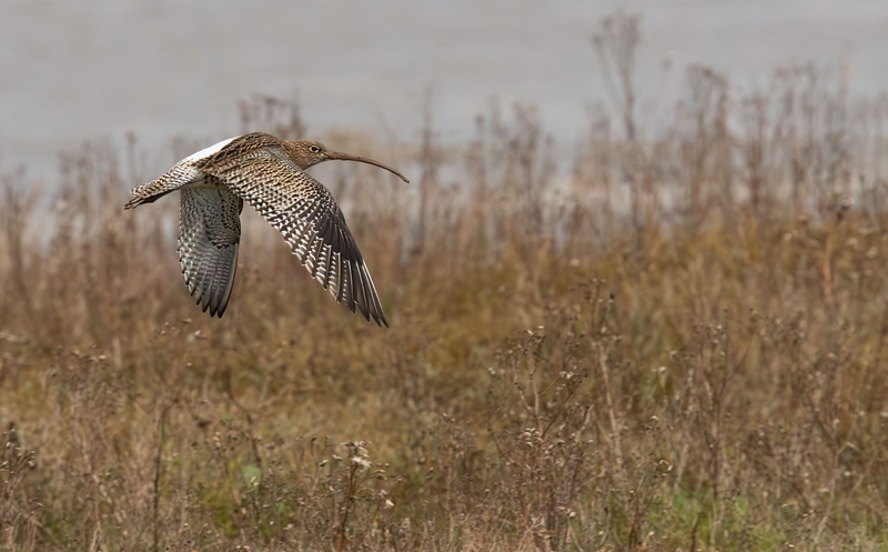 Eurasian Curlew - Dee Estuary - North Wales
