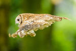 tawny owl Strix aluco-5954