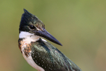 Green Kingfisher head ...