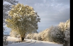 03 Sharon Owen_Winter wonderland