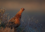 Red Grouse - Lagopus lagopus