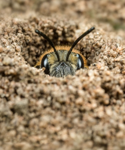 A female Orange-tailed Mining Bee (Andrena haemorrhoa) waiting at her nest hole entrance.