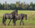 friesians 101-6