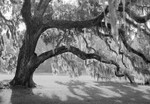 1627 - Glowing Spanish Moss