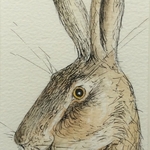 Surprised Hare