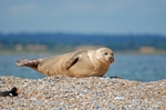 Common Seal