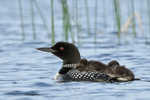 Common Loon & resting chicks, Minnesota