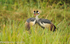 Crown Cranes in love!