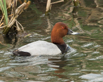 Pochard portfolio