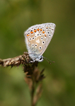 Common Blue