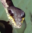 Snake Caterpillar - Amazon, S.A.