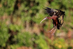 Glossy Ibis slowing to land, Wakodahatchee Wetlands, Florida