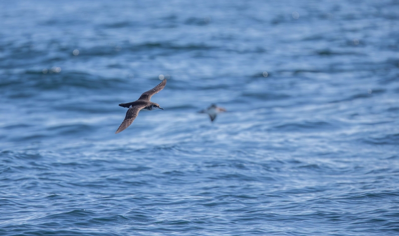Manx Shearwater - Inner Hebrides - off the Isle of Mull