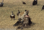 Hyeana is pulling the wildbeest's carcass
