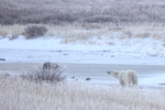 Polar Bear & snow falling, Churchill, Canada