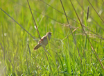 Grasshopper Warbler