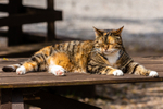 Cat domestic-4168