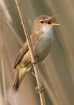 Reed Warbler portfolio